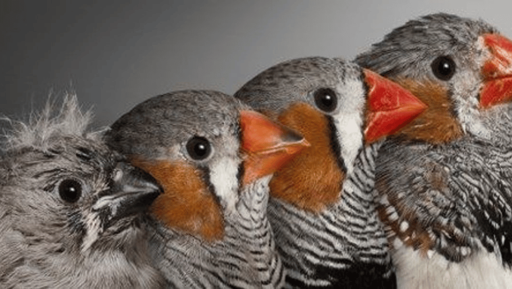 Age-Specific Care Senior Birds