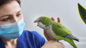 Avian Health and Care