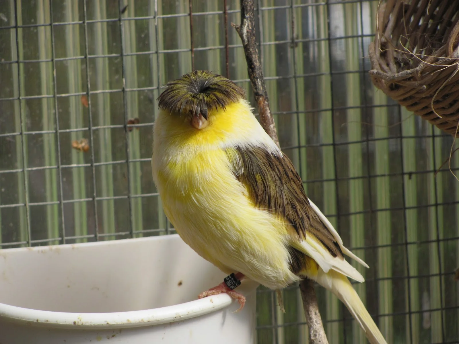 Canary diet research studies