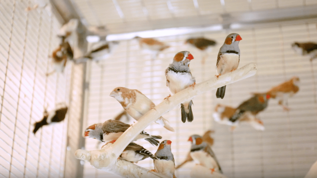 Bird Cage for Finches