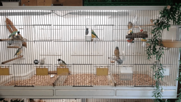 Bird Cage for Finches