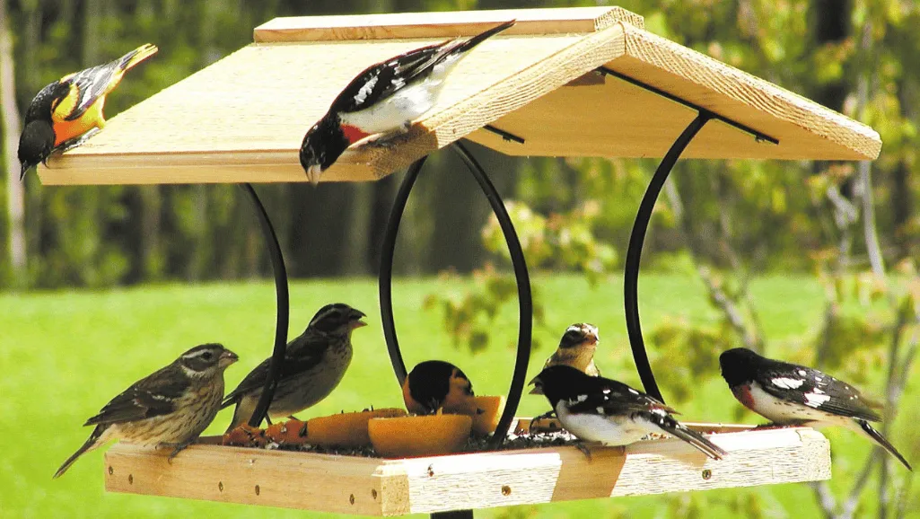 Bird Feeder for Finches