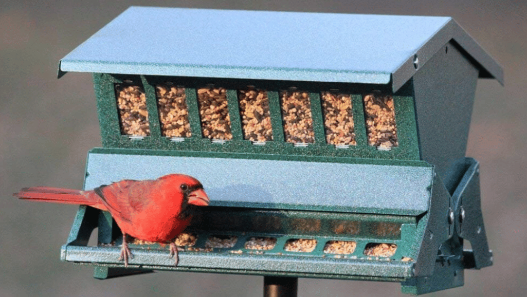 Bird Feeder for Finches