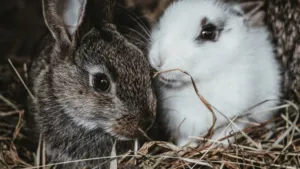Bunny rabbit