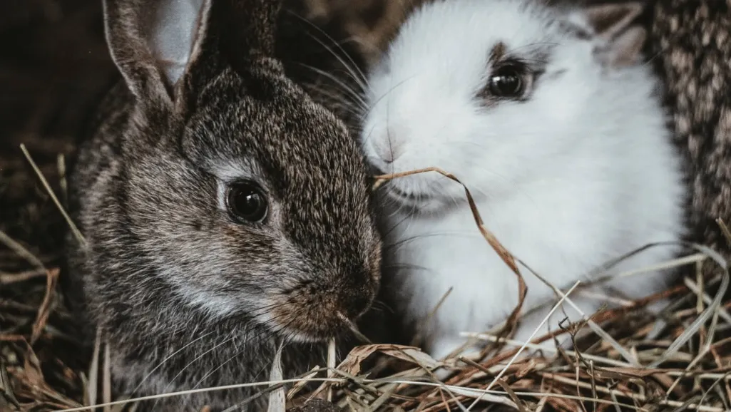 Bunny rabbit