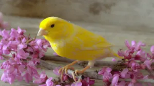 Canary Diet