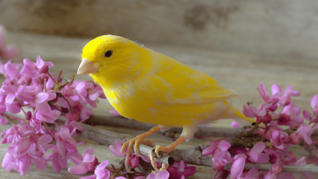Canary Diet