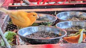 Canary Diets