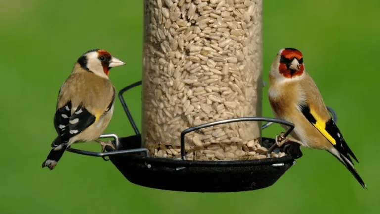 Canary Food Preparation Tips