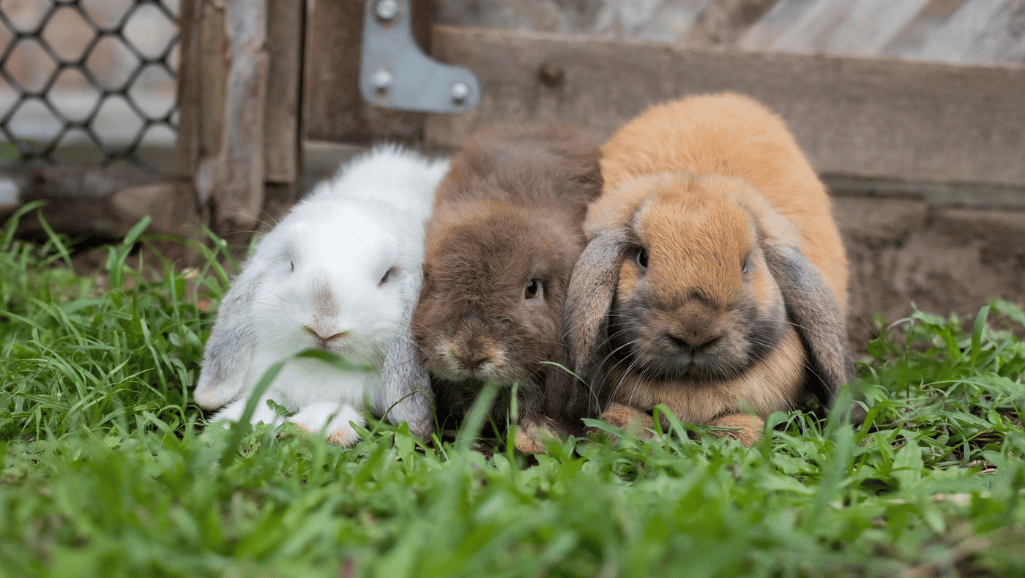 English Lop Rabbit