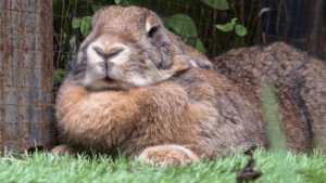 Flemish Giant Rabbit