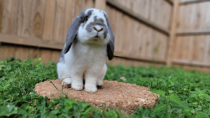 French Lop Rabbit