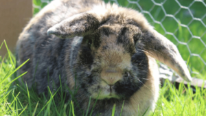 Harlequin Rabbits