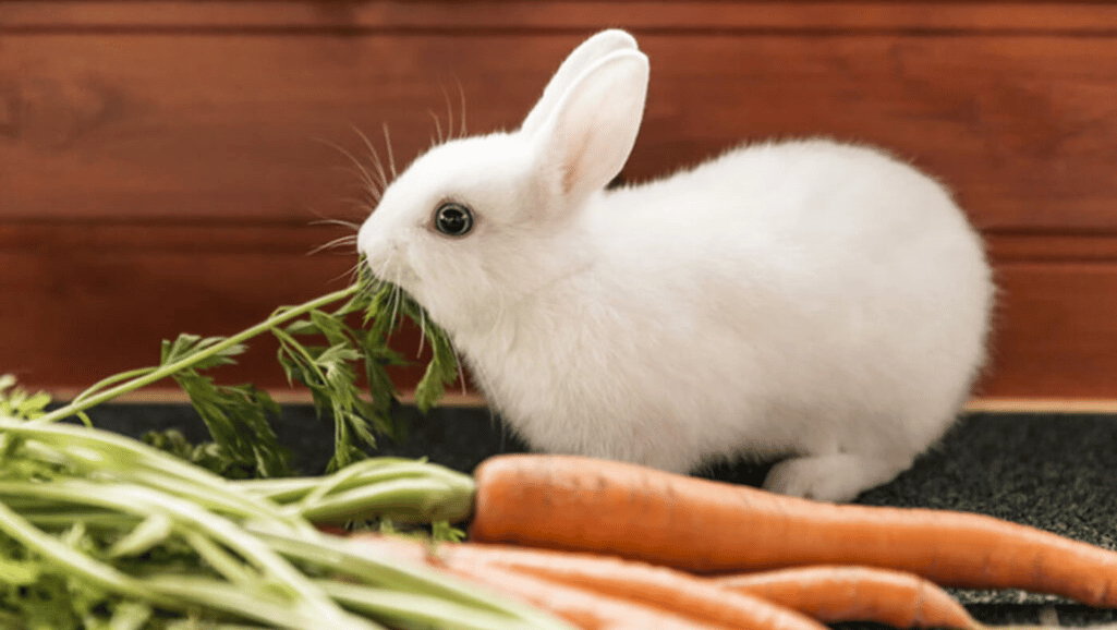 Mini Satin Rabbit