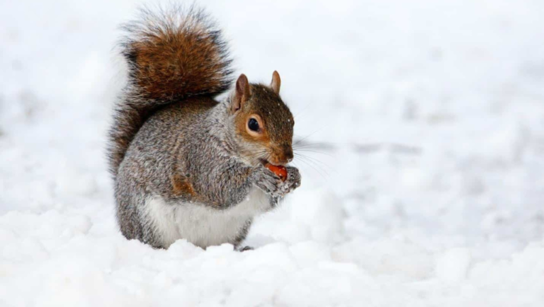 Squirrel rearing challenges