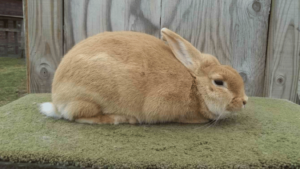 Palomino Rabbit