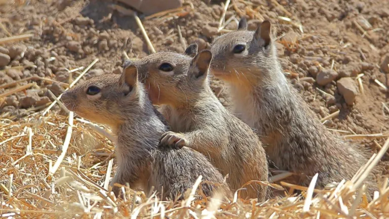 Squirrel Community