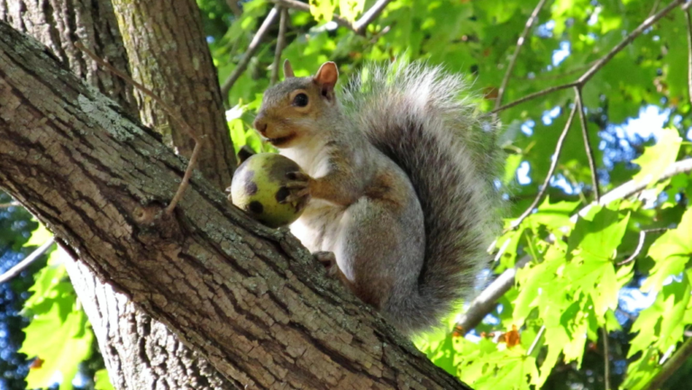 Squirrel-friendly landscaping