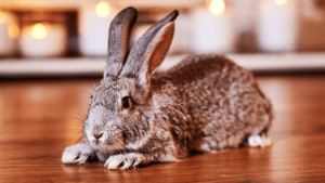 Standard Chinchilla Rabbit