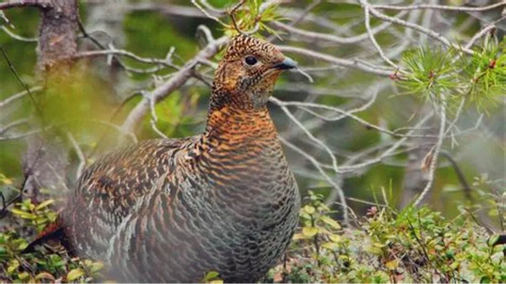 Environmental enrichment for captive Galliformes
