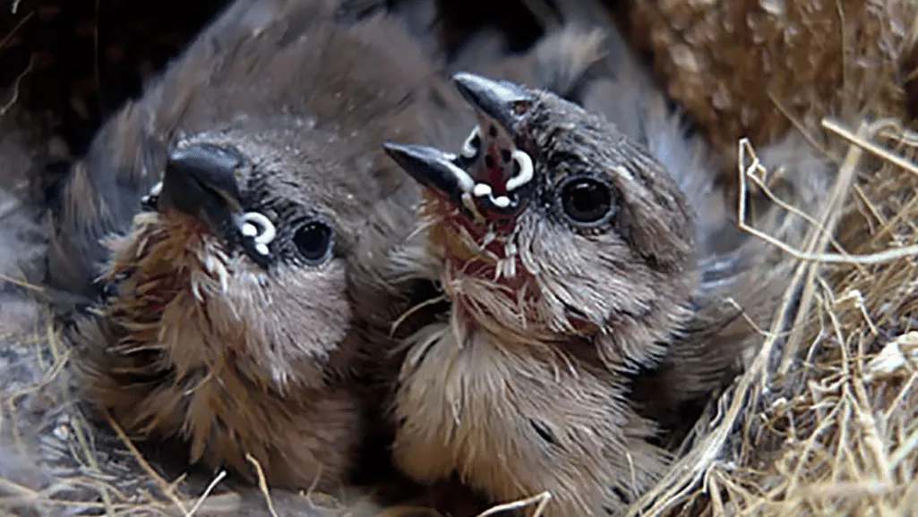 Treatment of Common Parasite