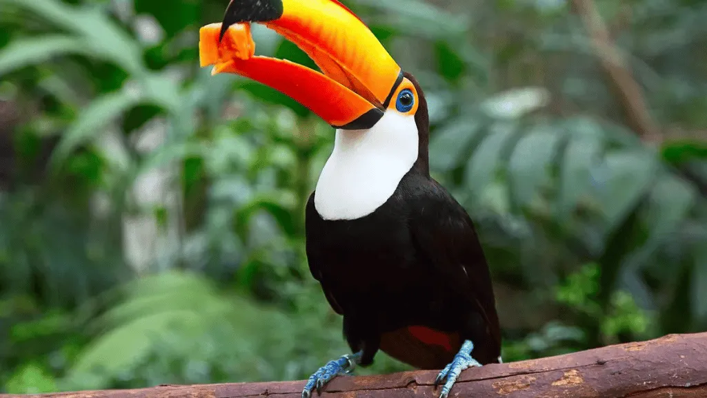 Tropical Fruit for Toucans