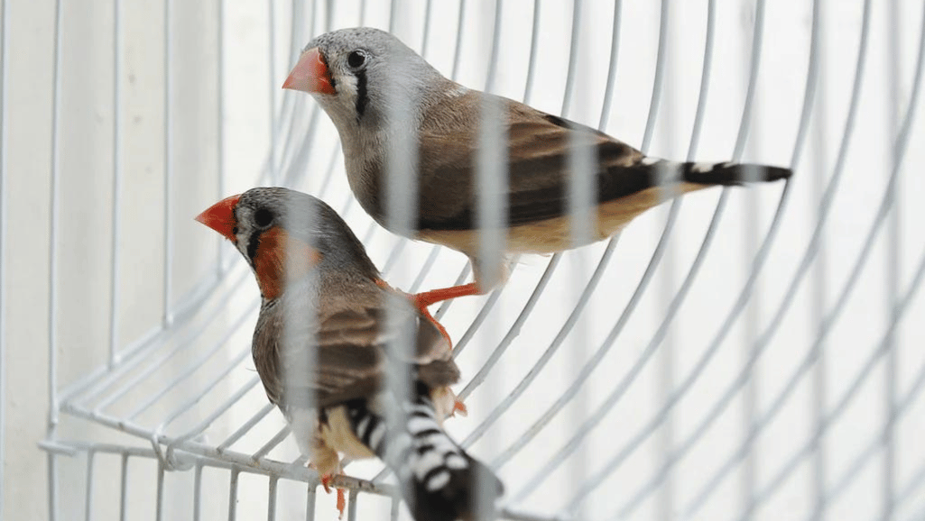 bird cage for finches