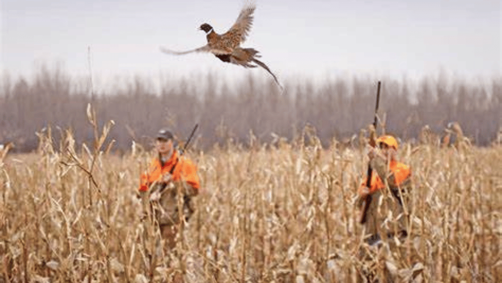 Ethical considerations in game bird hunting