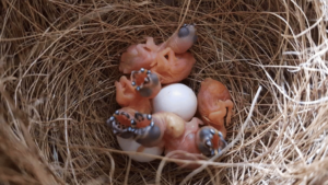 finch bird eggs