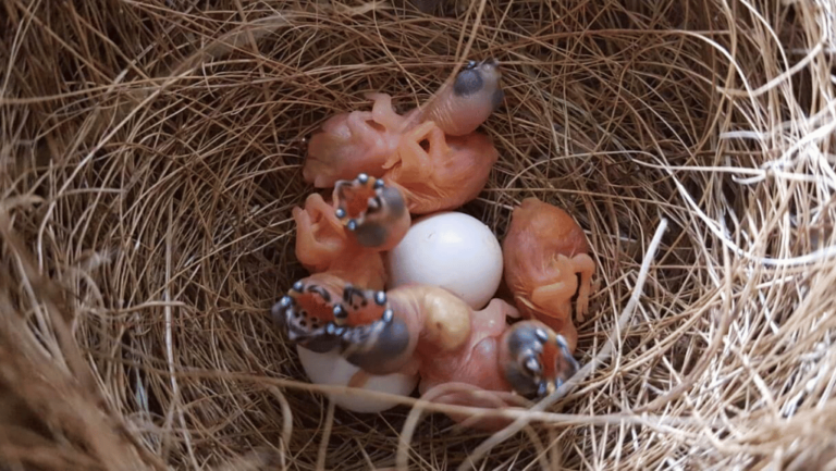 finch bird eggs