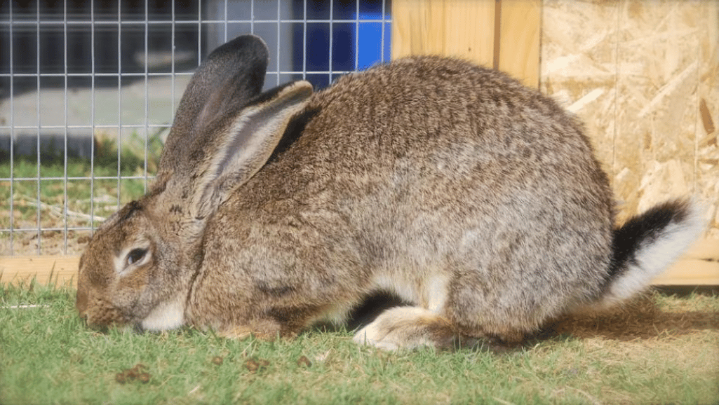 flemish giant rabbit health problems