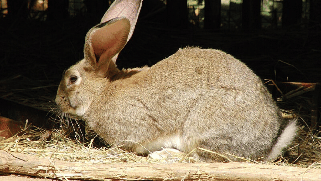 Flemish giant rabbit health problems