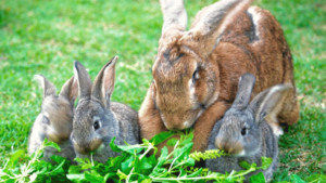flemish giant rabbit health problems