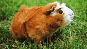 Abyssinian Guinea Pig