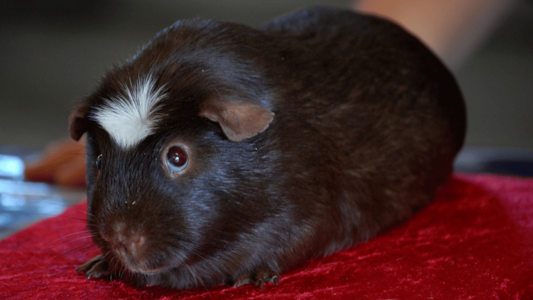 American Crested Guinea Pigs