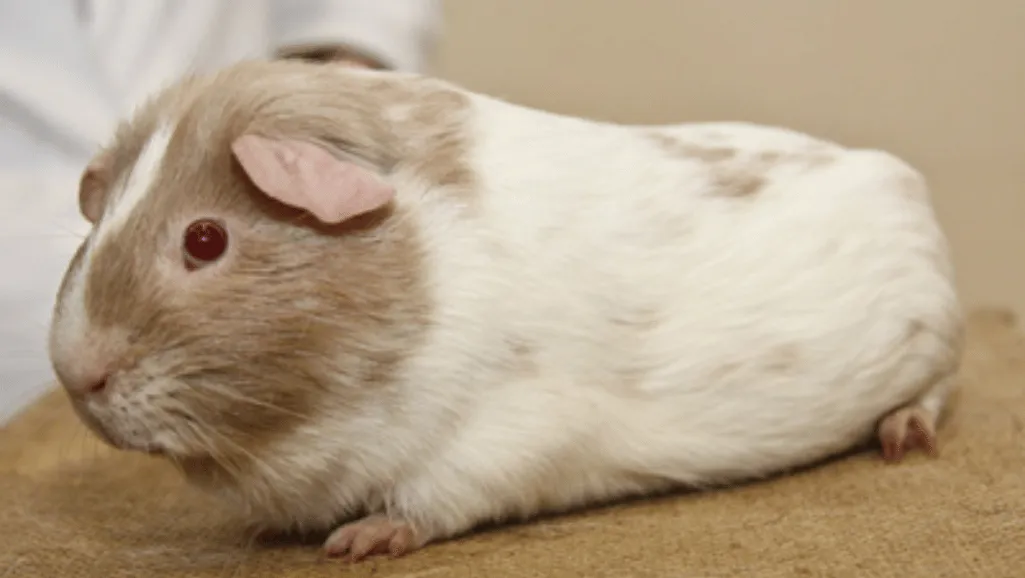 American Satin Guinea Pig