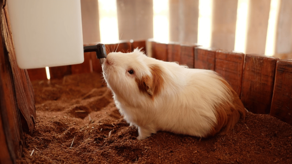 Baldwin Guinea Pigs