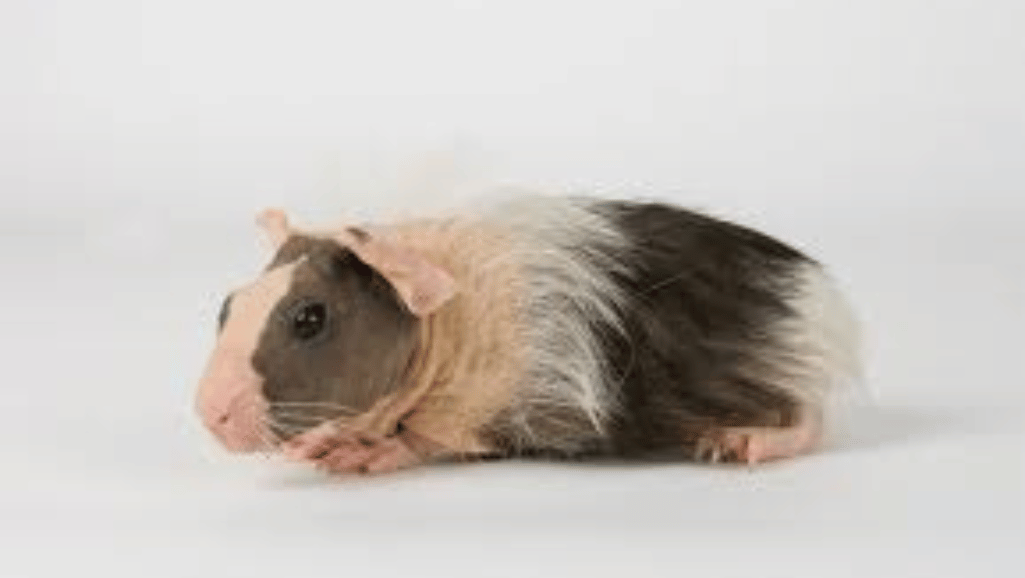 Baldwin Guinea Pigs