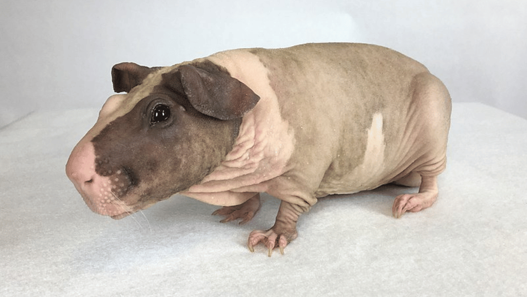 Baldwin Guinea Pigs
