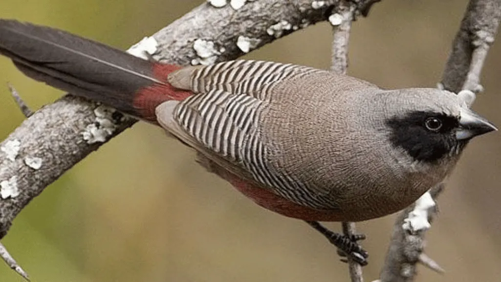 Finch breeding habits