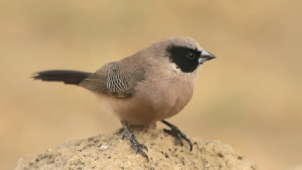 Black Cheek Waxbill Finch
