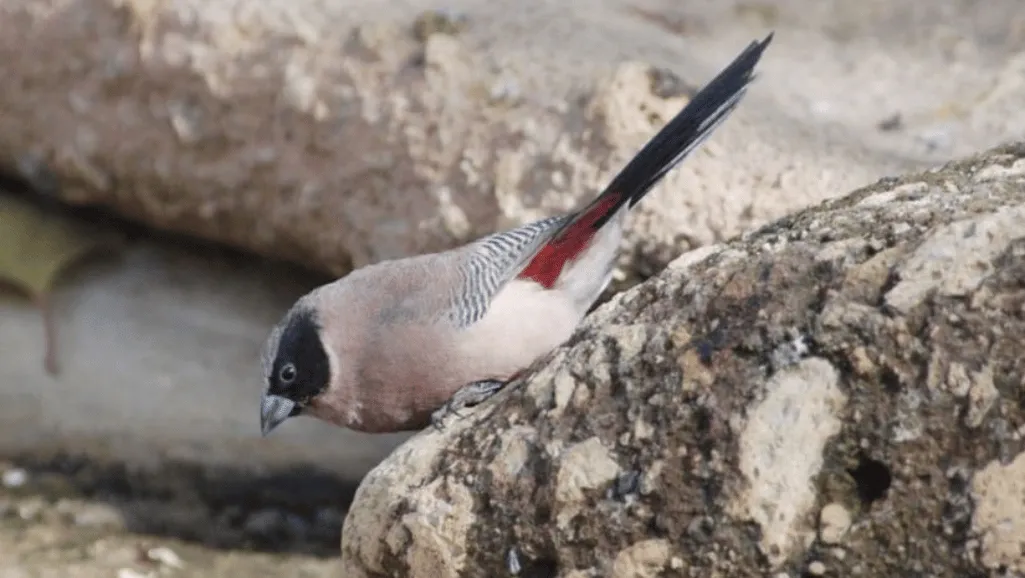 Finch migration patterns