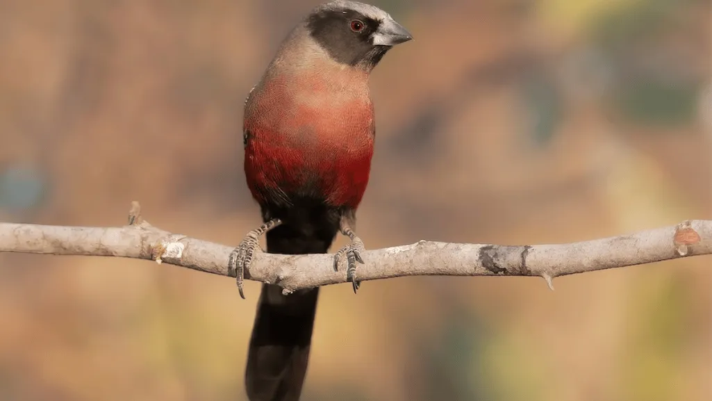 Black Cheek Waxbill Finch