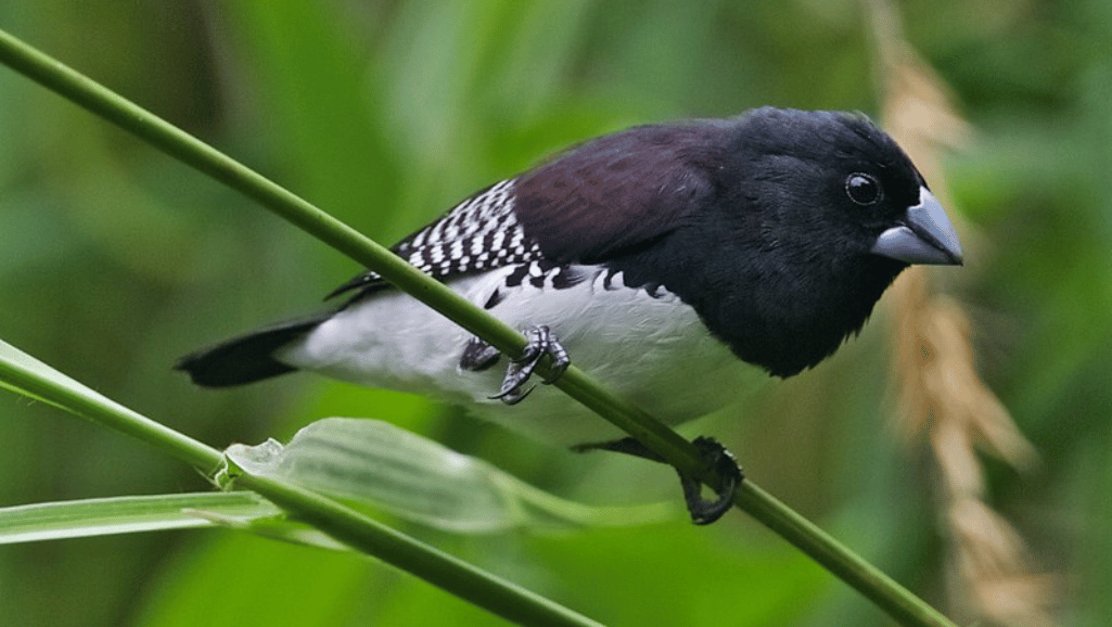 Black-White Mannikin Finch