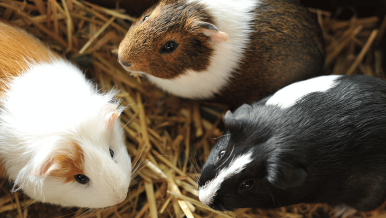 Common Health Issues in Guinea Pigs