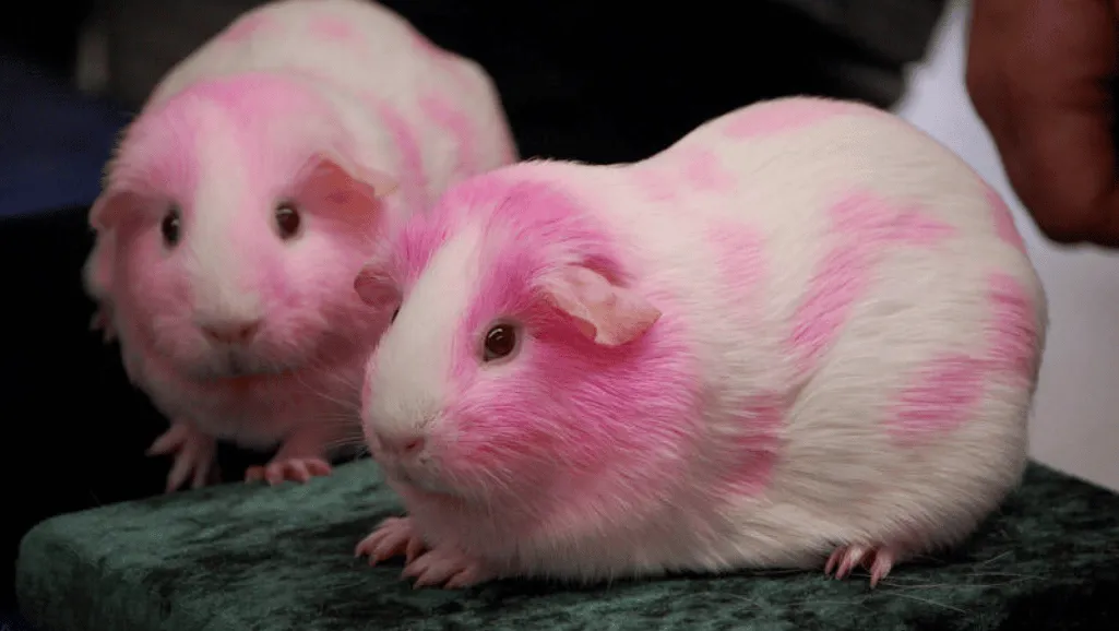 Dalmatian Guinea Pig