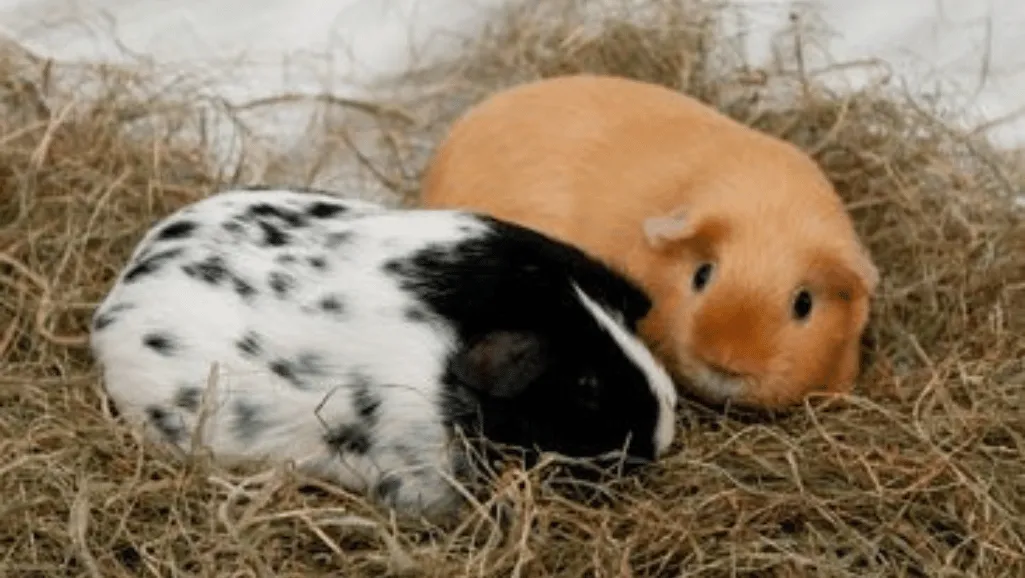 Dalmatian Guinea Pig