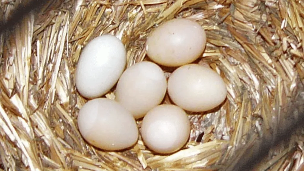 bird egg incubation
