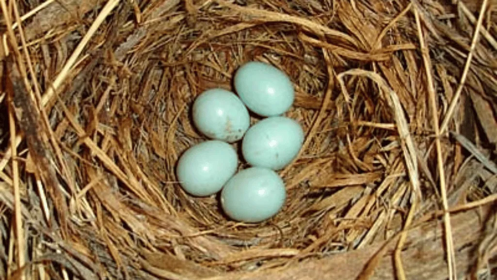 Finch Bird Eggs