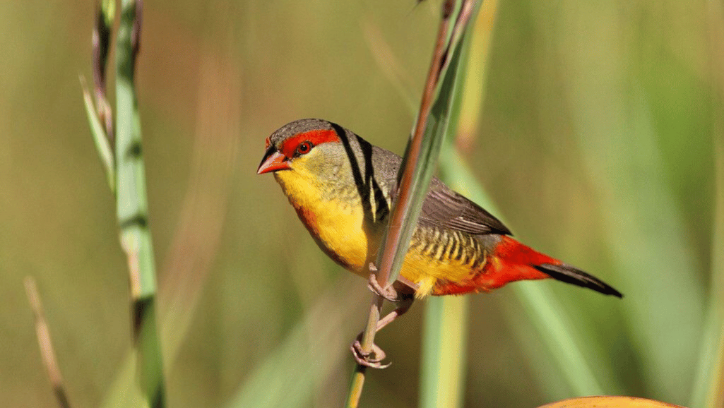 Seed-eating songbirds image